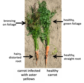 Carrot diagram.